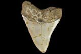 Fossil Megalodon Tooth - North Carolina #98985-2